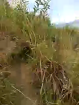 Snapshot of brigitht chatting on 01-30-25, 12:59 brigitht online show from 01-30-25, 12:59