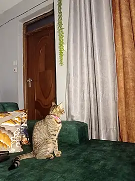 Snapshot of C-yoyo chatting on 12-14-25, 09:58 C-yoyo online show from 12-14-25, 09:58