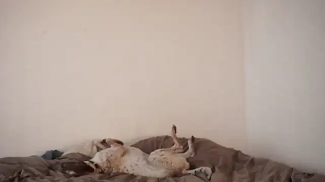 Stephany talks online show from 03-19-25, 11:57