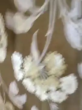 Snapshot of Raat_ki_rani_ chatting on 01-04-25, 05:05 Raat ki rani online show from 01-04-25, 05:05