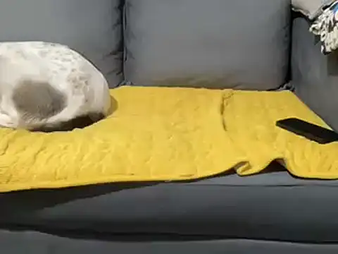 Snapshot of 4small4inchlol chatting on 02-05-25, 01:54 4small4inchlol online show from 02-05-25, 01:54