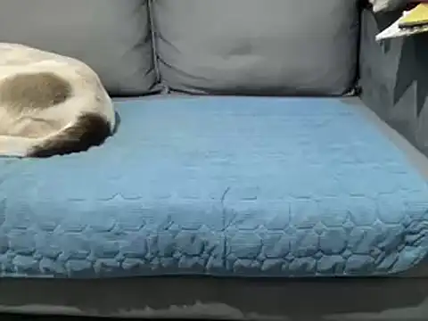 Snapshot of 4small4inchlol chatting on 02-25-25, 05:47 4small4inchlol online show from 02-25-25, 05:47