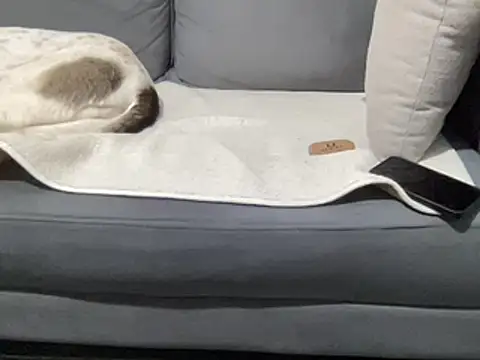 Snapshot of 4small4inchlol chatting on 03-15-25, 11:19 4small4inchlol online show from 03-15-25, 11:19