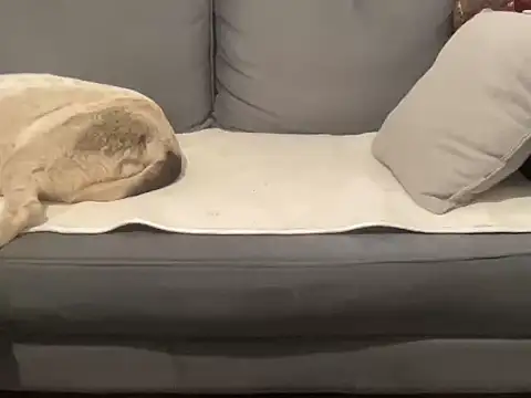 Snapshot of 4small4inchlol chatting on 09-17-25, 09:00 4small4inchlol online show from 09-17-25, 09:00