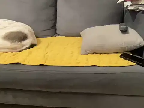 Snapshot of 4small4inchlol chatting on 01-10-26, 03:25 4small4inchlol online show from 01-10-26, 03:25