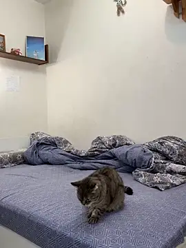 Snapshot of UmaTruewoman chatting on 11-18-25, 03:12 UmaTruewoman online show from 11-18-25, 03:12