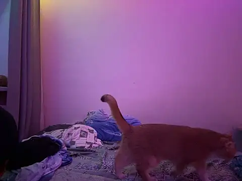 Snapshot of NimFF123 chatting on 01-29-25, 12:54 NimFF123 online show from 01-29-25, 12:54