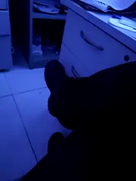 pedritolobito online show from 04-11-26, 03:22