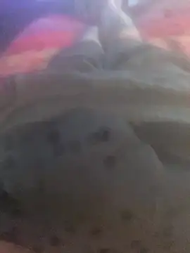 solomec online show from 09-25-25, 06:39