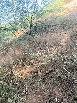 tamil000000 online show from 03-09-25, 11:03