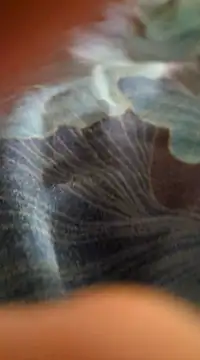 Snapshot of WelshXXX chatting on 01-20-25, 10:26 WelshXXX online show from 01-20-25, 10:26