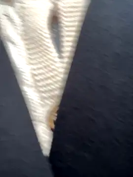 babydolll online show from 09-19-25, 12:06