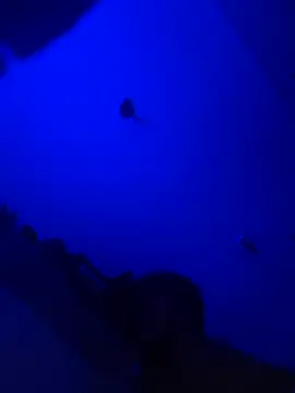 Raziv komal143 online show from 02-25-25, 12:14