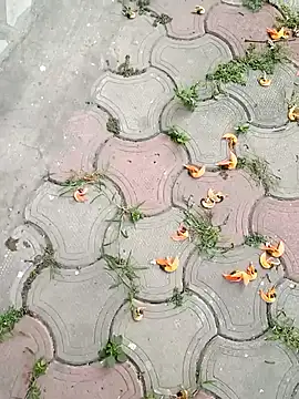 Raj41 online show from 03-02-25, 01:36