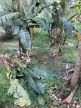 TeenLk online show from 12-05-25, 04:54