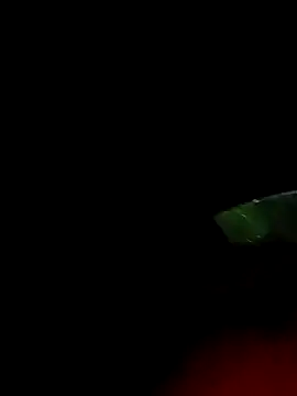 Snapshot of ginger_1_1 chatting on 03-18-25, 12:38 ginger 1 1 online show from 03-18-25, 12:38