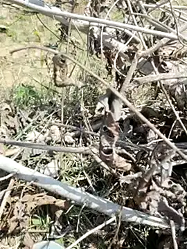 cute1gfbf online show from 03-05-25, 07:05