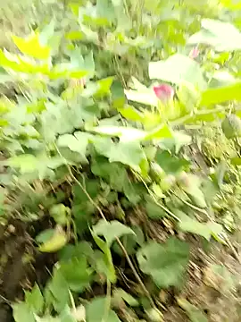 Snapshot of himvilohi08 chatting on 10-16-25, 03:40 himvilohi08 online show from 10-16-25, 03:40