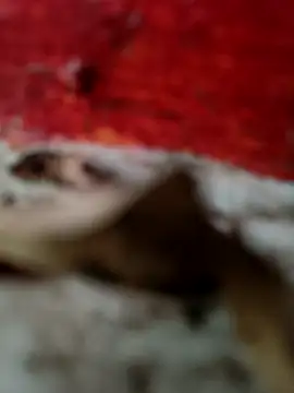 Snapshot of himvilohi08 chatting on 10-18-25, 12:50 himvilohi08 online show from 10-18-25, 12:50