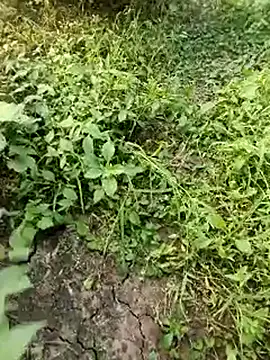 Snapshot of himvilohi08 chatting on 10-19-25, 11:55 himvilohi08 online show from 10-19-25, 11:55