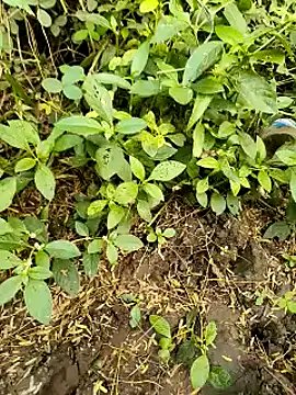 Snapshot of himvilohi08 chatting on 10-20-25, 11:21 himvilohi08 online show from 10-20-25, 11:21