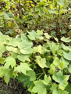 Snapshot of himvilohi08 chatting on 10-23-25, 11:42 himvilohi08 online show from 10-23-25, 11:42