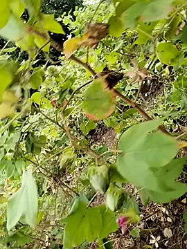 Snapshot of himvilohi08 chatting on 10-24-25, 11:50 himvilohi08 online show from 10-24-25, 11:50