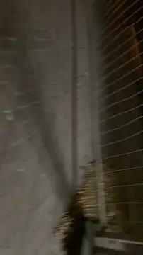 Raegis online show from 11-19-25, 03:06