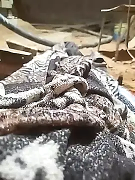 Snapshot of ParousFlow chatting on 10-11-25, 11:03 ParousFlow online show from 10-11-25, 11:03