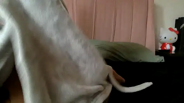 Snapshot of Akanett_cxtt chatting on 10-11-25, 08:51 Akanett cxtt online show from 10-11-25, 08:51