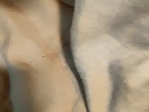 Snapshot of Pollagorda_34877 chatting on 11-19-25, 12:38 Pollagorda 34877 online show from 11-19-25, 12:38