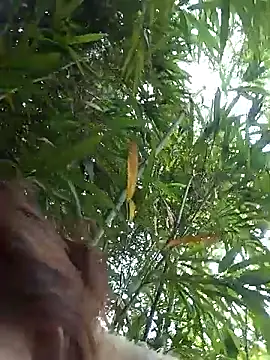 Bianly online show from 03-14-26, 01:55