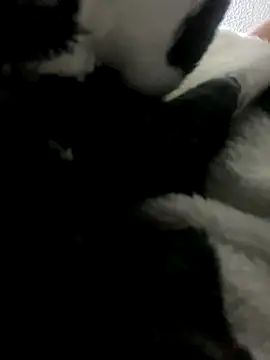 Sallem Pink online show from 10-09-25, 11:41