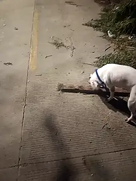 Snapshot of Frank0021 chatting on 12-14-25, 01:33 Frank0021 online show from 12-14-25, 01:33