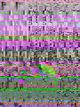 bihf dam online show from 04-14-26, 08:48