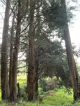 Ninabigtitied online show from 03-14-26, 12:32