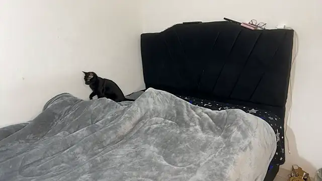 Conor Taylor online show from 09-09-25, 03:22