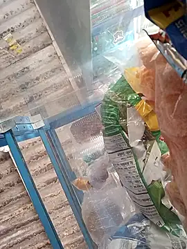 Snapshot of Lorenasex chatting on 11-15-25, 12:02 Lorenasex online show from 11-15-25, 12:02