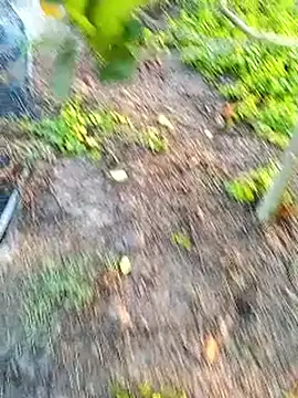 traidamasia online show from 03-18-26, 10:40