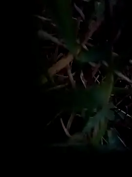 dolphiinn online show from 02-01-26, 01:04