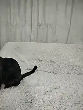 Snapshot of Layla_fontainex_x chatting on 09-29-25, 01:49 Layla fontainex x online show from 09-29-25, 01:49