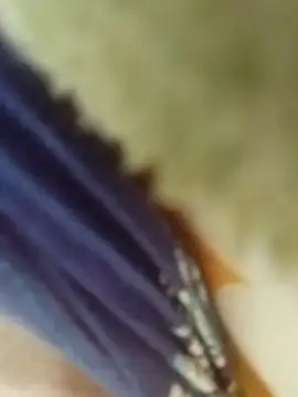 desi boudi87 online show from 01-09-26, 09:34