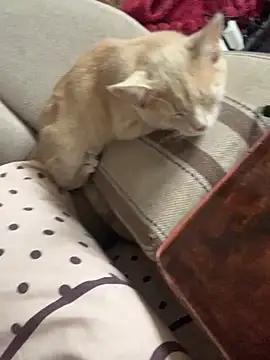 ksenia123 online show from 09-24-25, 06:28