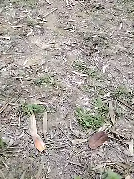 Nehal979 online show from 02-04-26, 06:41