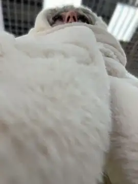 RonnieKiss online show from 04-11-26, 09:02