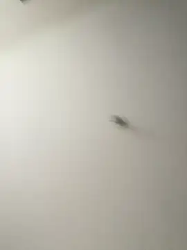 Snapshot of Dania_Oconor chatting on 01-06-26, 10:23 Dania Oconor online show from 01-06-26, 10:23