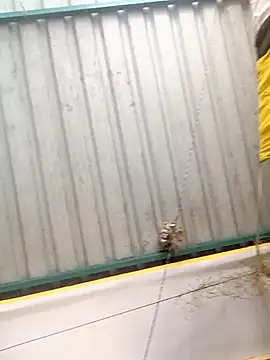 harinisree online show from 10-31-25, 05:30