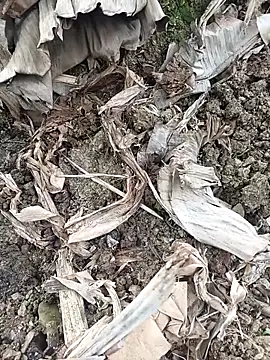 Sikici0734 online show from 02-03-26, 06:40