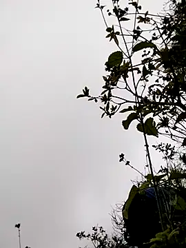 Snapshot of sumaybae chatting on 11-05-25, 03:17 sumaybae online show from 11-05-25, 03:17