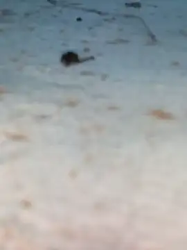 Ut kanchna online show from 10-26-25, 12:22